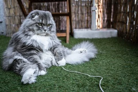 Sweet Cat Foto stock