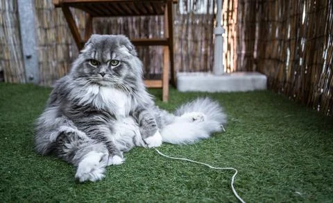 Sweet Cat Foto stock