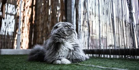 Sweet Cat Foto stock