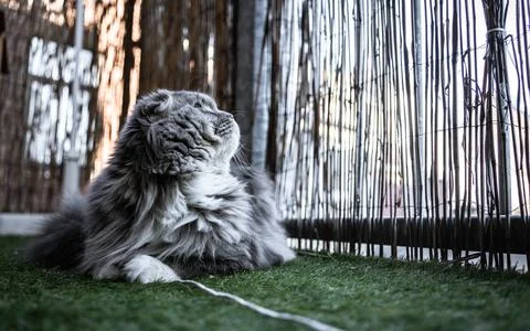 Sweet Cat Foto stock