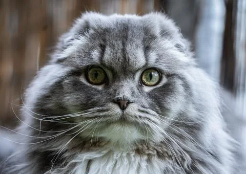 Sweet Cat Foto stock