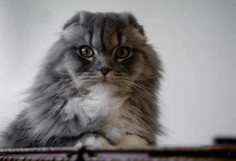 Sweet Cat Foto stock