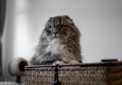 Sweet Cat Foto stock