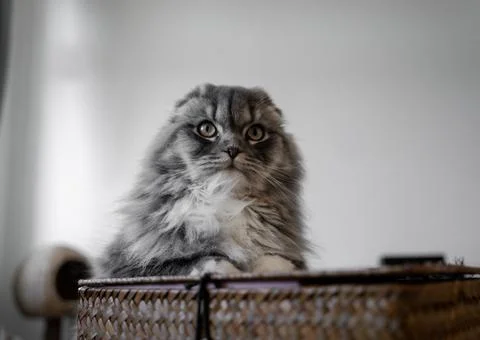 Sweet Cat Foto stock