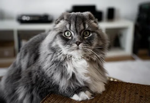 Sweet Cat Foto stock