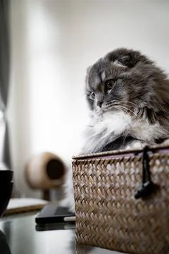 Sweet Cat Foto stock