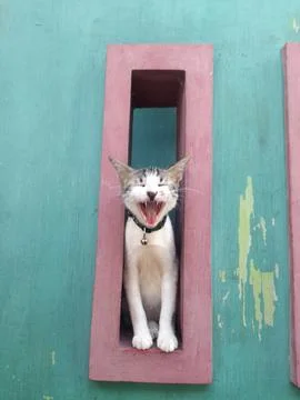 Sweet cat Foto stock