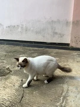 Sweet cat Фото