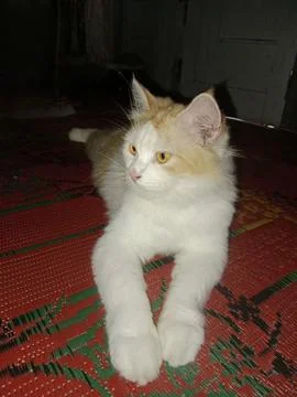 Sweet cat 写真素材