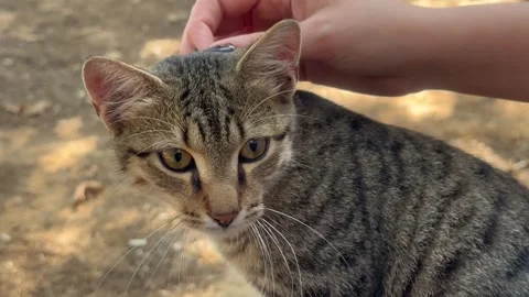 A sweet cat playing Stock Footage 255706025