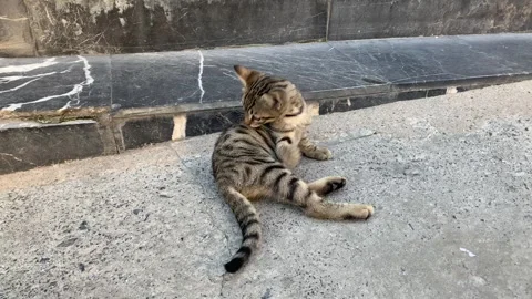 A sweet cat playing Stock Footage 255706074