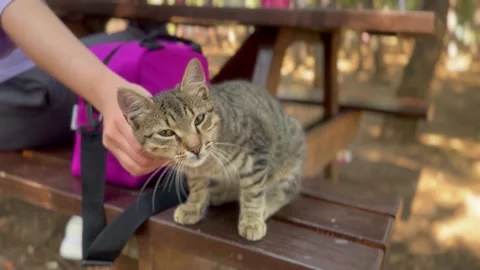 A sweet cat playing 스톡 동영상 255706096