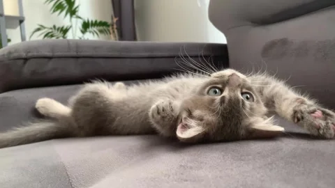 A sweet cat plays Stock Footage 247004063