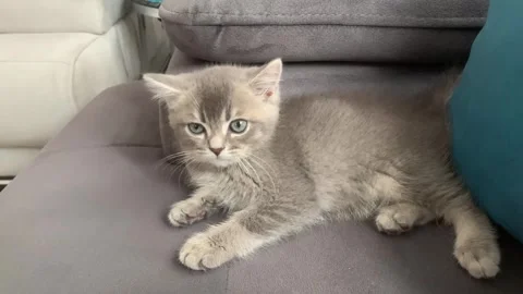 A sweet cat sleeping Stock Footage 247003996