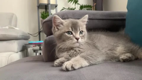 A sweet cat sleeping Stock Footage 247003997