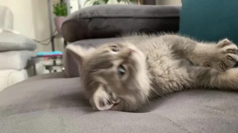 A sweet cat sleeping Stock Footage 247003998