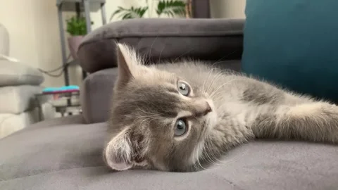 A sweet cat sleeping Stock Footage 247004012