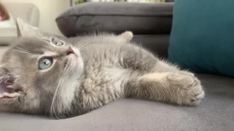 A sweet cat sleeping Stock Footage 247004013