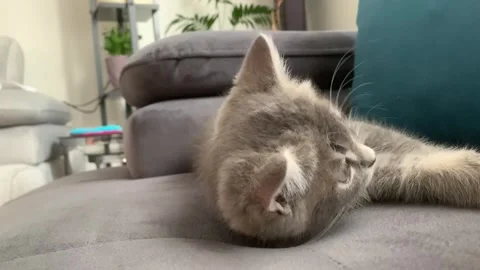 A sweet cat sleeping Stock Footage 247004014