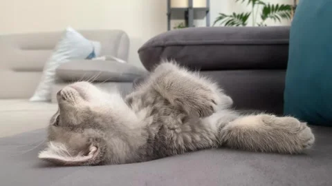 A sweet cat sleeping Stock Footage 247004036