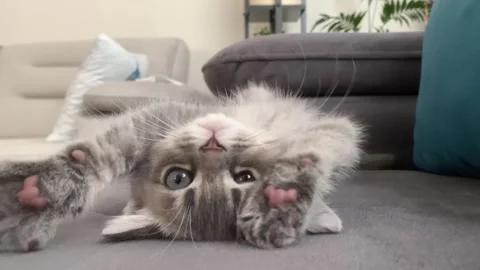 A sweet cat sleeping Stock Footage 247004037