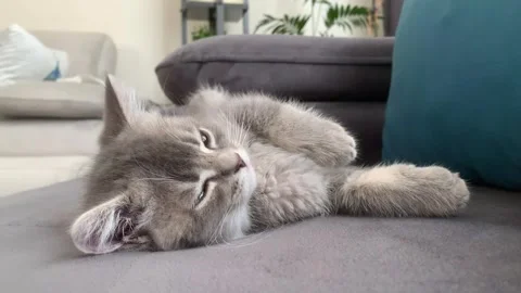 A sweet cat sleeping Stock Footage 247004056