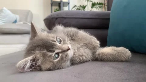 A sweet cat sleeping Stock Footage 247004062