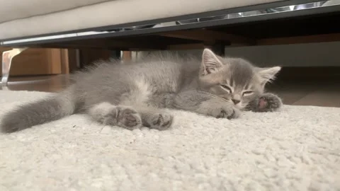 A sweet cat sleeping Stock Footage 247004076