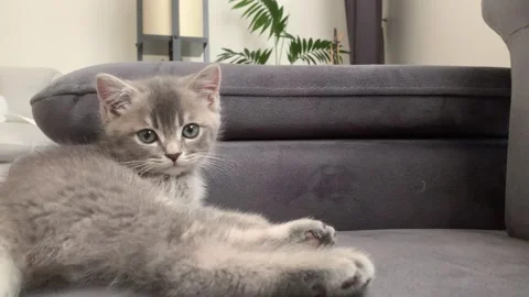 A sweet cat sleeping Stock Footage 247004077