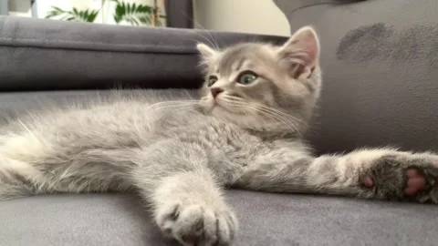 A sweet cat sleeping 스톡 동영상 247004081