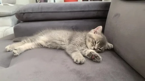 A sweet cat sleeping Stock Footage 247004083