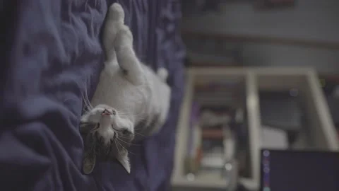 Sweet cat sleeps on the blue bed Stock Footage 196201666
