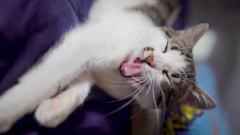 Sweet cat yawns Video stock 194358164