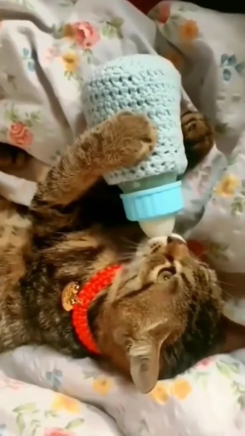 Sweet cats Video stock 223380227