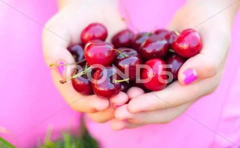 Sweet cherries in beautiful hands Stock Photos