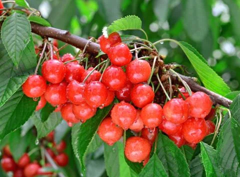 Sweet cherries on a branch Stock Photos