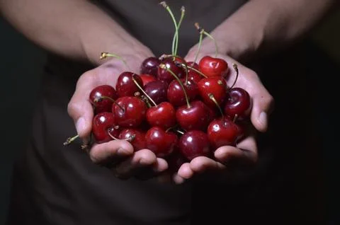 Sweet cherries in hands 스톡 사진