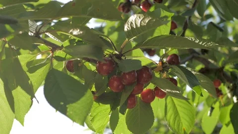 Sweet cherries hanging on a cherry tree branch Stock Footage 109422968
