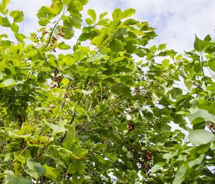 Sweet cherries hanging on the cherry tree branch. Part of cherry tree Stock Photos