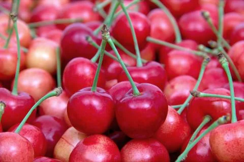 Sweet cherries Stock Photos