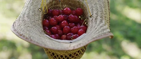 Sweet cherries in straw hat 스톡 동영상 77737836