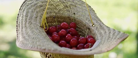 Sweet cherries in straw hat Stock Footage