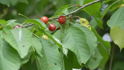 Sweet Cherries on Tree Branch - 4K Wildlife Slow Motion Shot Vídeos de archivo 336271814