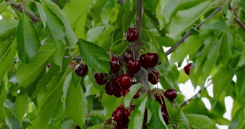 Sweet cherries on tree Stock Footage 151501021