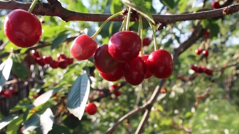 Sweet cherry and cherry. Tree with red berries in the sun. Stock Footage 106863612