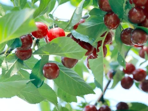 Sweet cherry berries Stock Photos