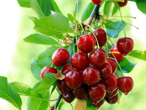Sweet cherry berries Fotos Stock