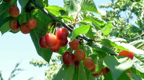 Sweet cherry on the branch Stock-Footage 25315310