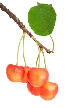 Sweet cherry on the branch Stock Photos