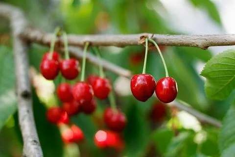 Sweet cherry on a branch Stock Photos